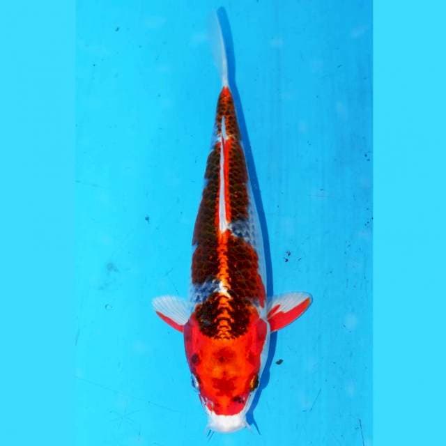 23CM INAZUMA KUJAKU PETIR