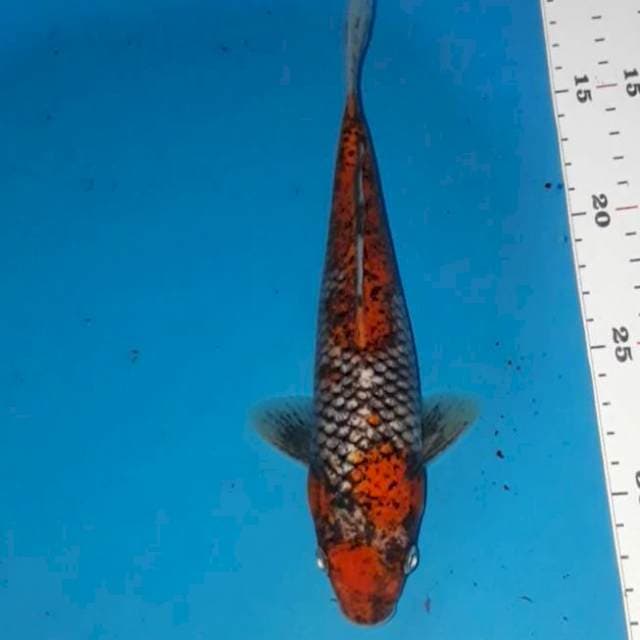 Beni matsukawa 23 cm