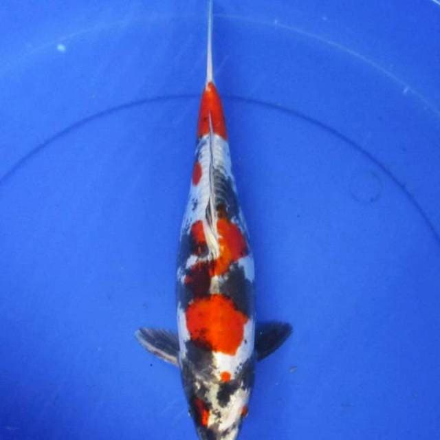 Showa doitsu hikari ±37 cm