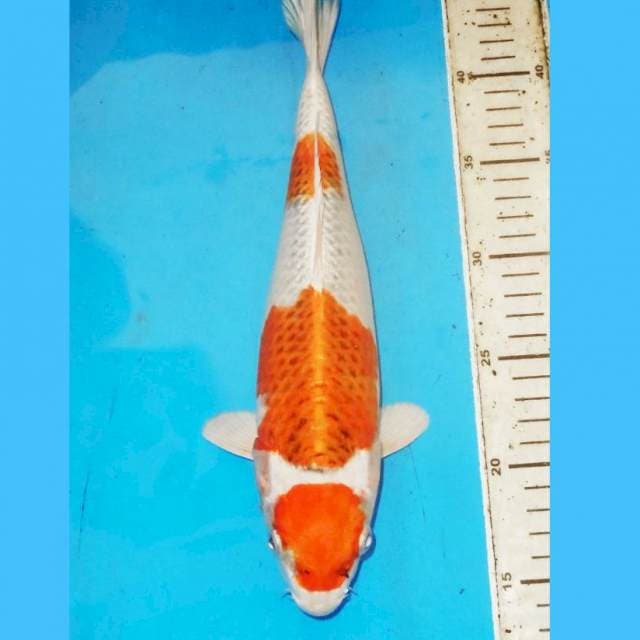 30CM KUJAKU BAGUS