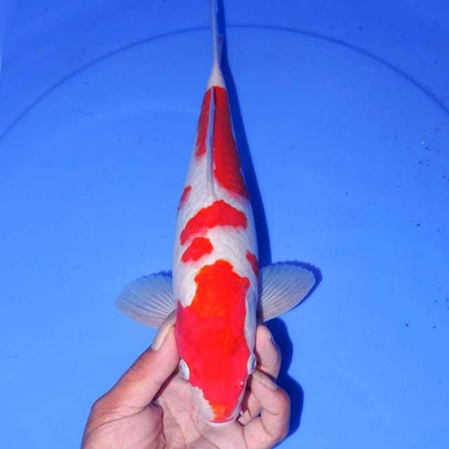 32CM F1 KOHAKU 