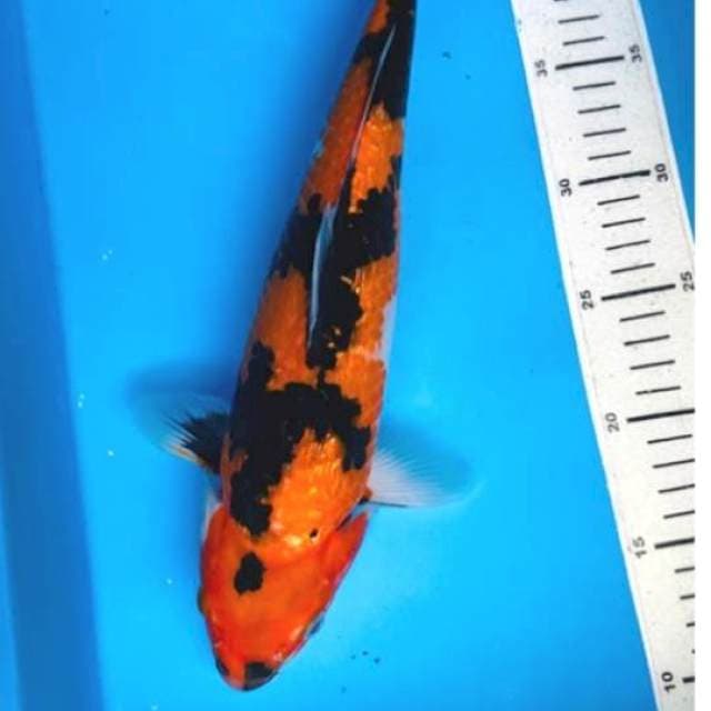 Hi showa 35cm 