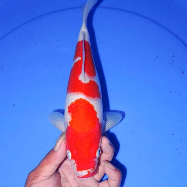 28CM KOHAKU BAGUS