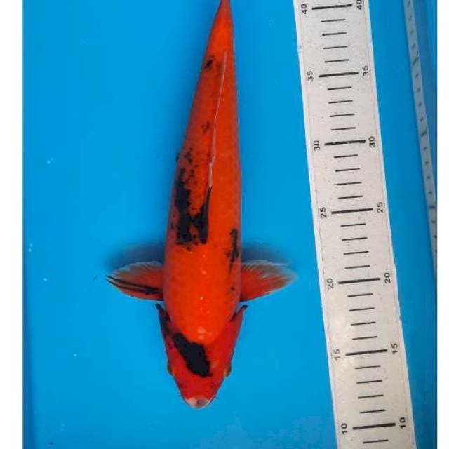 Hi utsuri 33cm