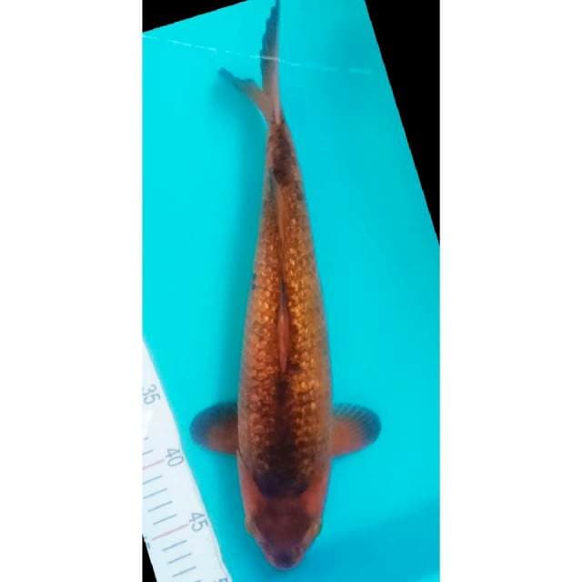 Chagoi karamel 38cm Jantan