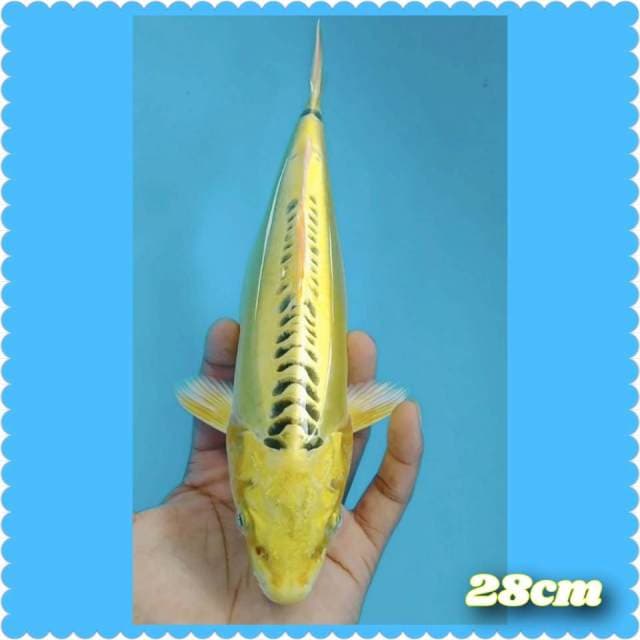 Yellow glow 28cm