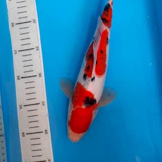 Kohaku sanke 30cm 