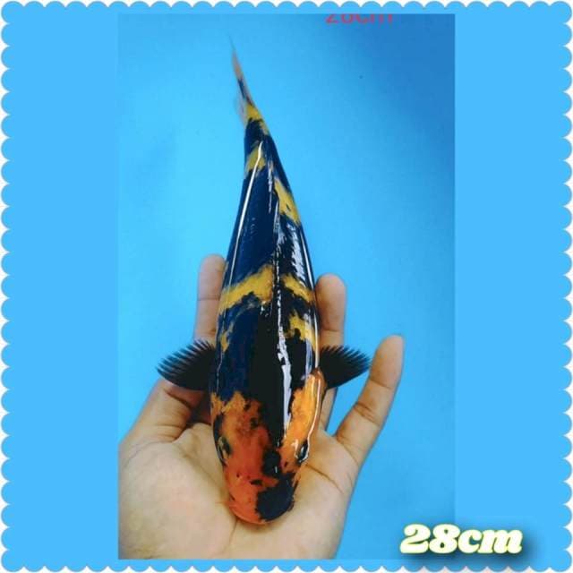 Kiutsury 28cm