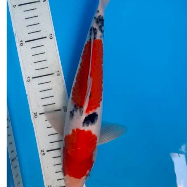 Kuhaku sanke 30cm 
