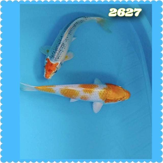 Mixx 26-27cm