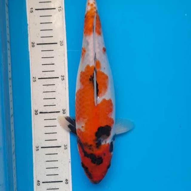 Showa 30cm