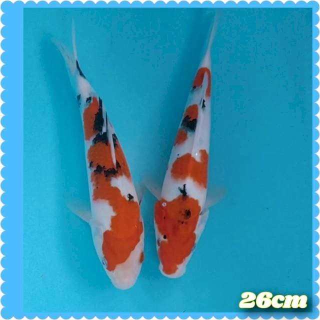 DUO SANKENE 26CM