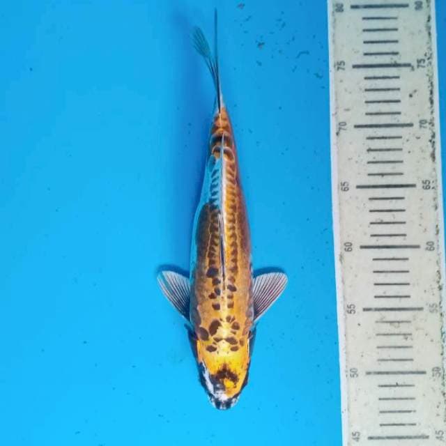 KiKo _30 rapi