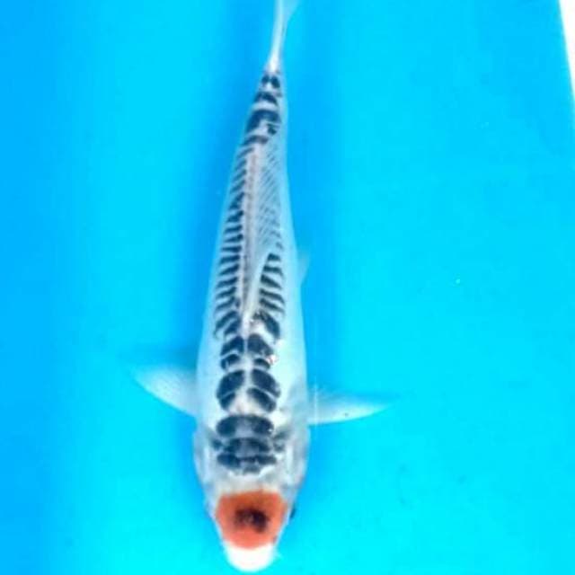 Si indah 6 tancho shusui 32cm