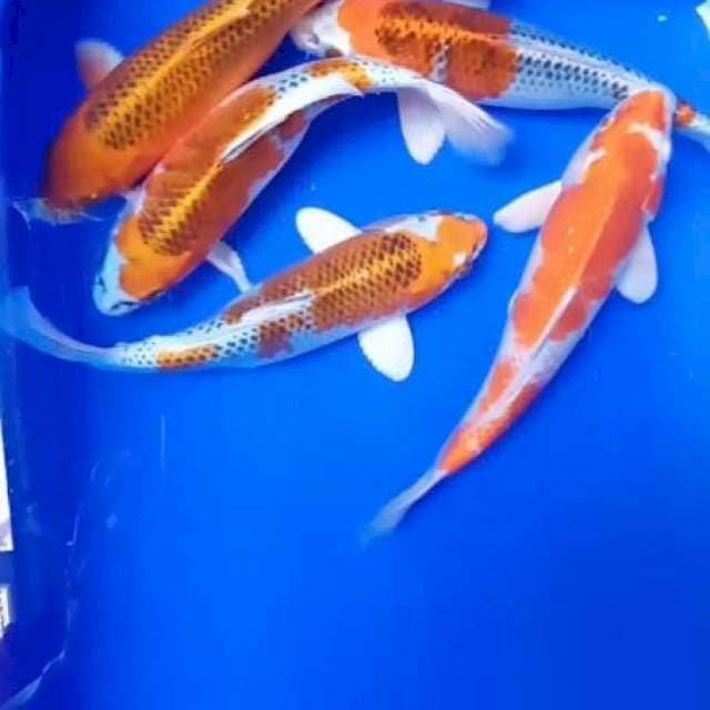 Kohaku 5 ekor