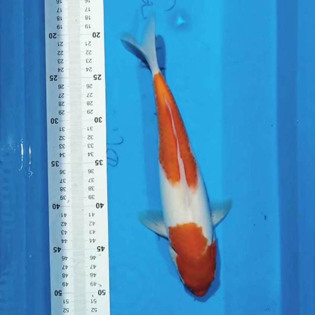 Kohaku 33cm