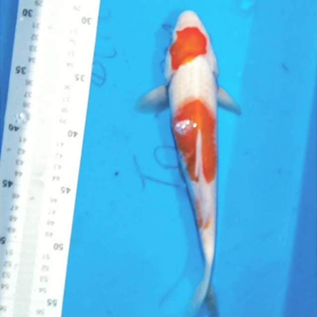 Kohaku 25 cm