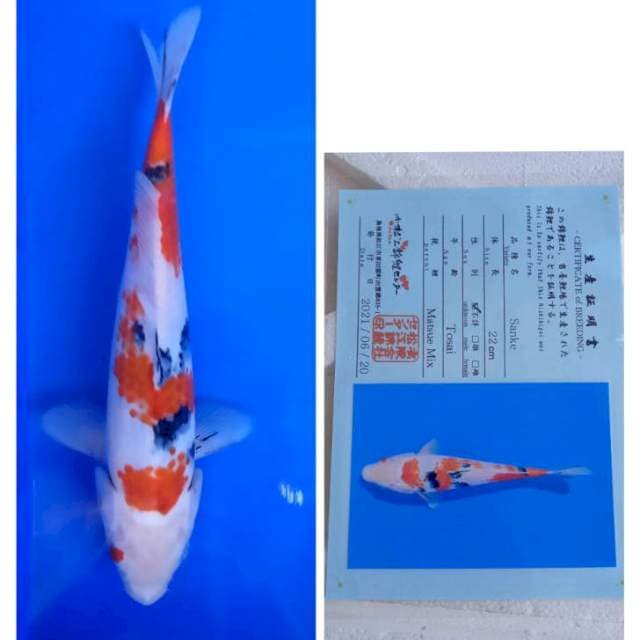 Sanke Tosai Serti Matsue