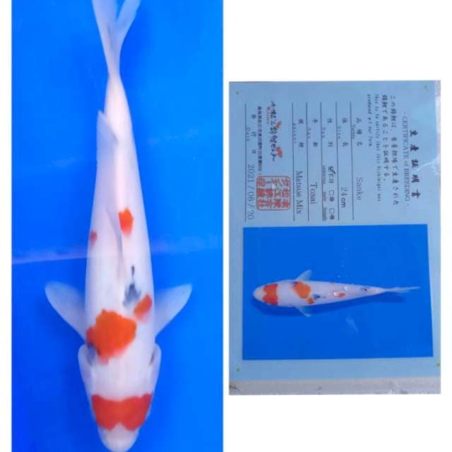 Sanke Tosai Kacamata Serti Matsue
