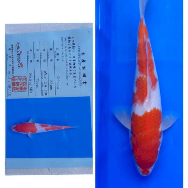 Kohaku Tosai Serti Matsue