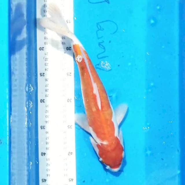 Kohaku 34cm