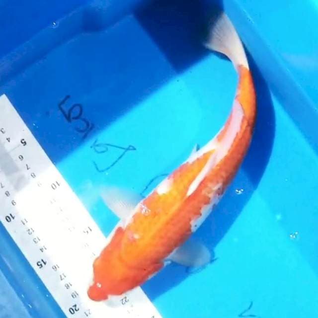 Kohaku 32cm
