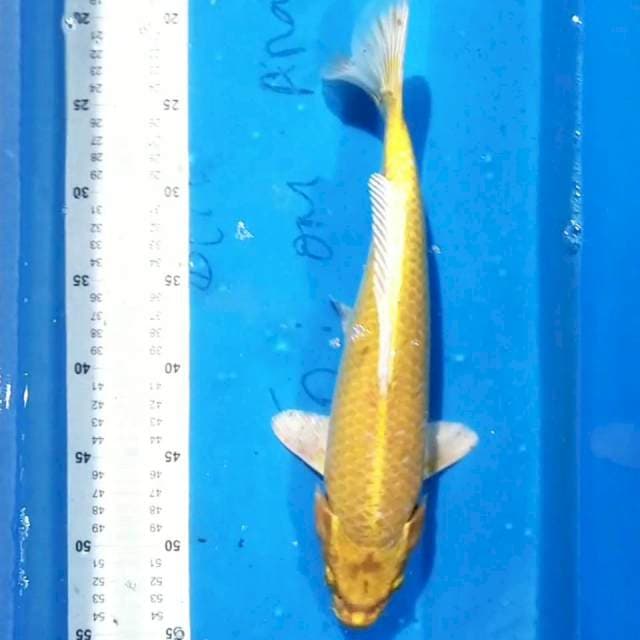 Ogon 36cm
