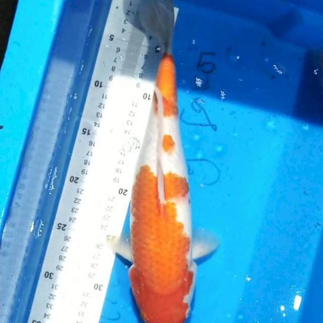 Kohaku 36cm