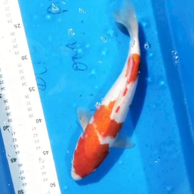 Kohaku 30 cm