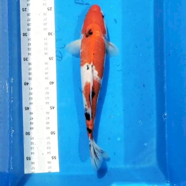 Sanke 34cm
