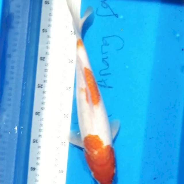 Kohaku 35 cm