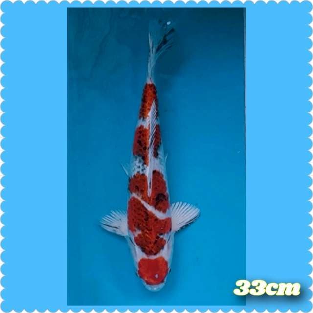 Maruten gosiki 33cm
