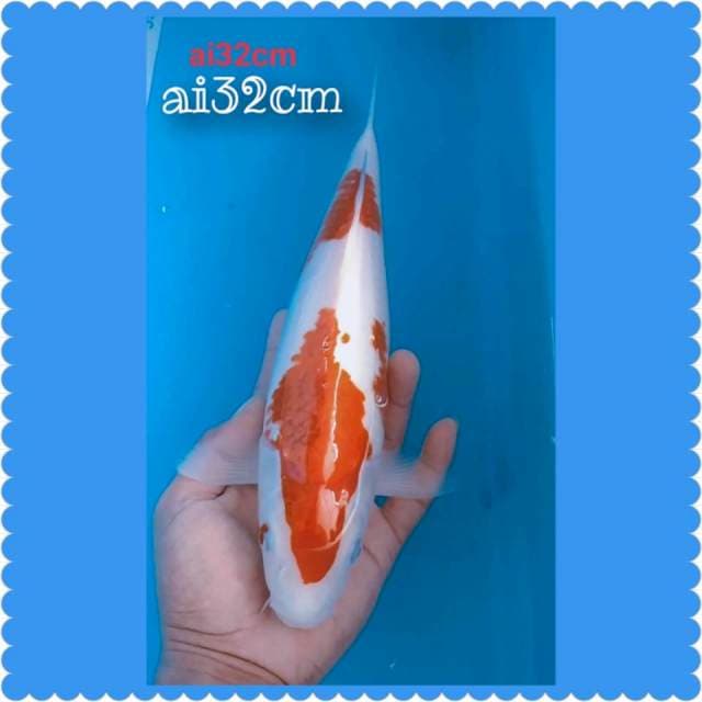 Ai goromo 32cm