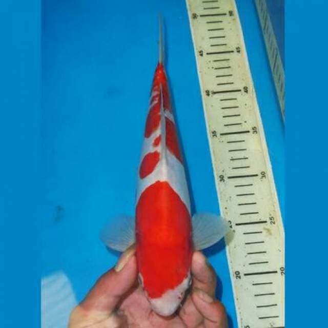 ABSTRAK KOHAKU