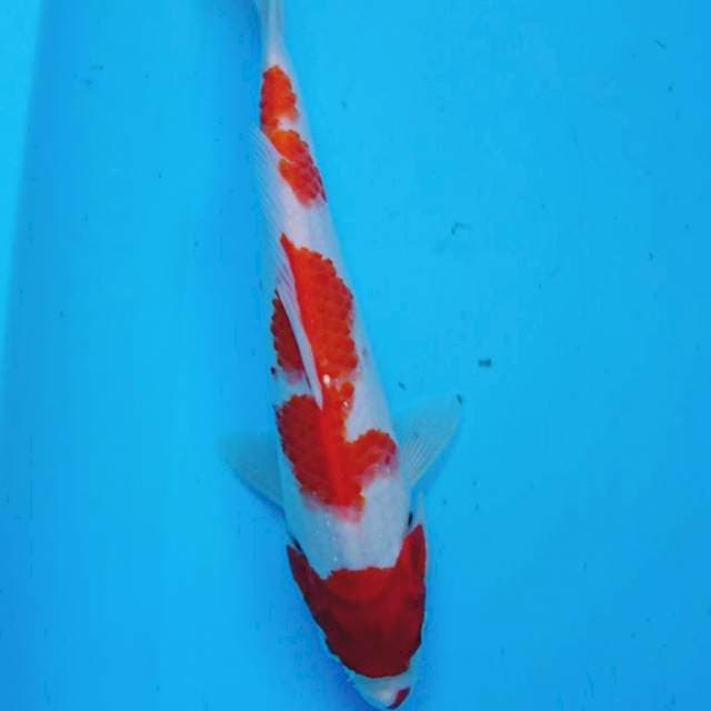 KOHAKU STRONG 31 cm