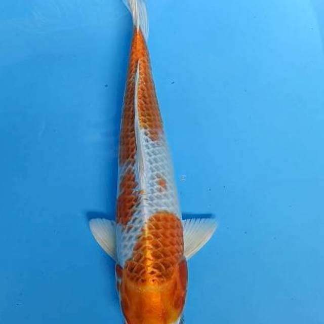 kujaku 35cm 