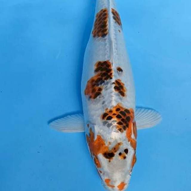 kujaku 38cm gendong telur