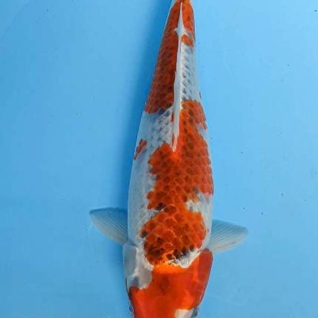 goshiki 34cm asli tani blitar