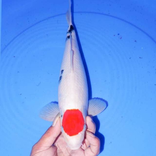 32cm ORI TANCHO