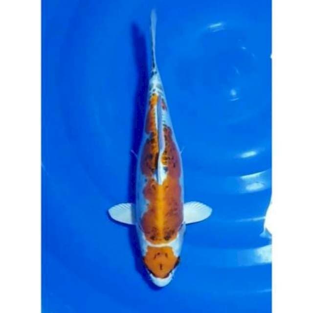 Maruten Kin Kikokuryu 31cm (F)