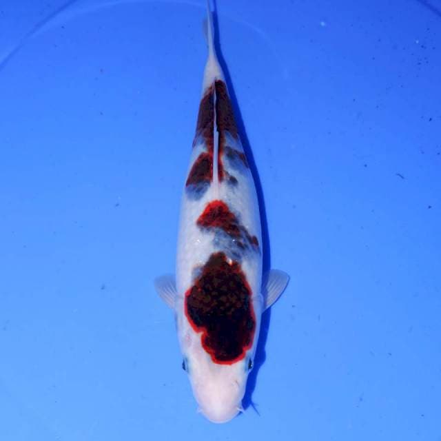 30cm KOROMO BONSOR