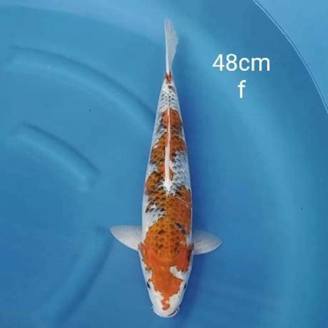 Jumbo Goshiki 50bu / 48cm