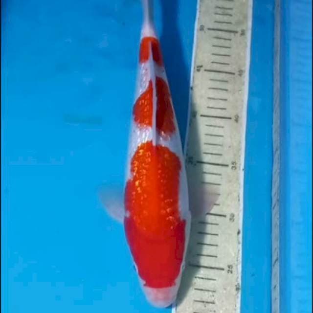 Ginrin Kohaku 33cm Male