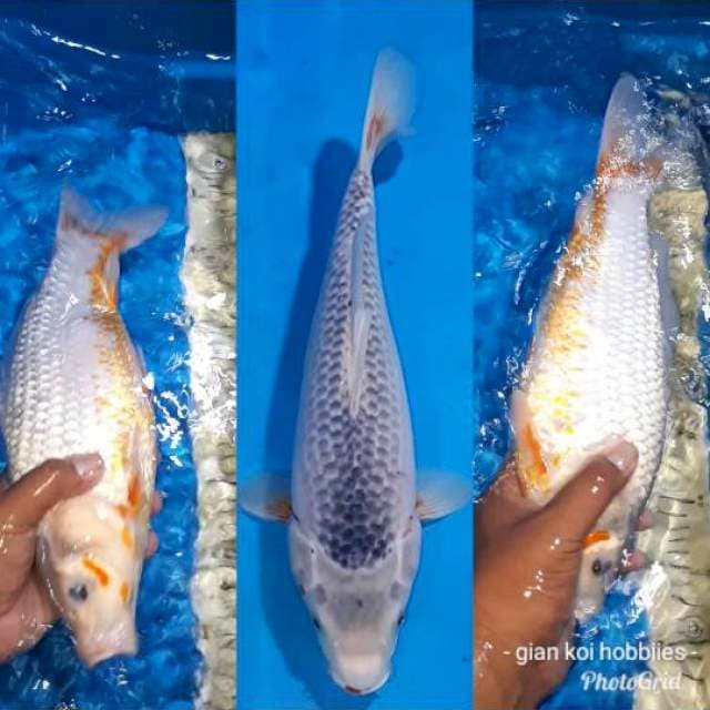 ASHAGI 35 CM