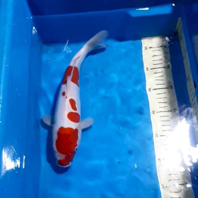 KOHAKU 31 CM 