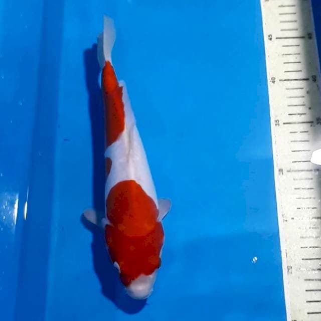 KOHAKU 28 CM