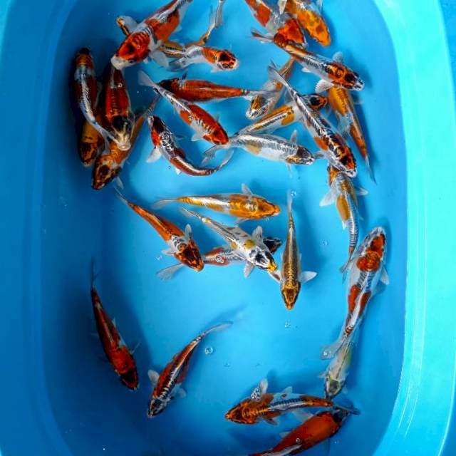 Paket kiko 30 ekor