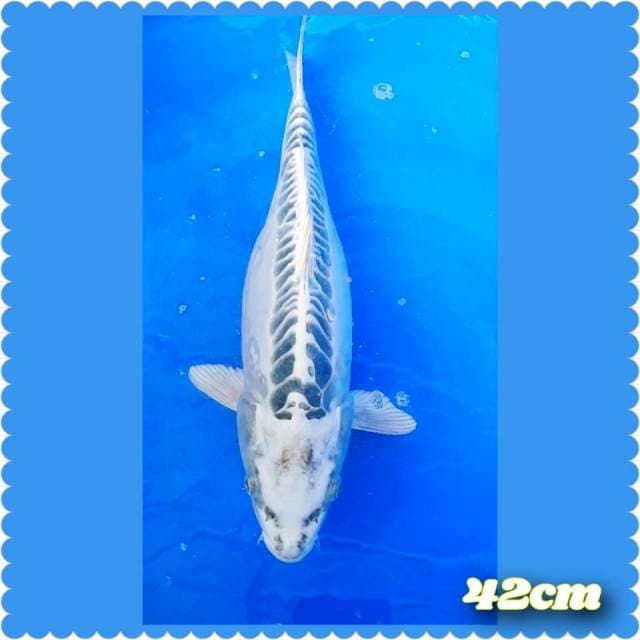 Mishuo f42cm