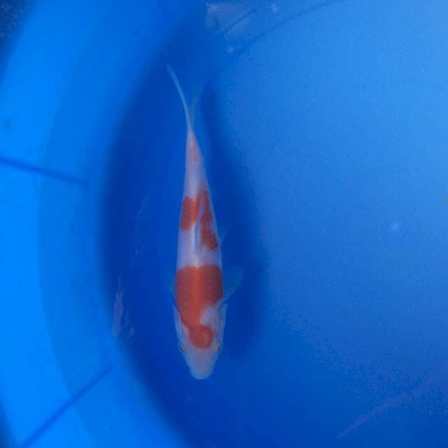 Kohaku