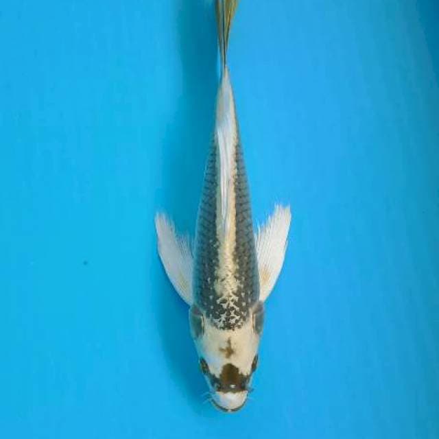 Kumpai kabuto putih 30cm